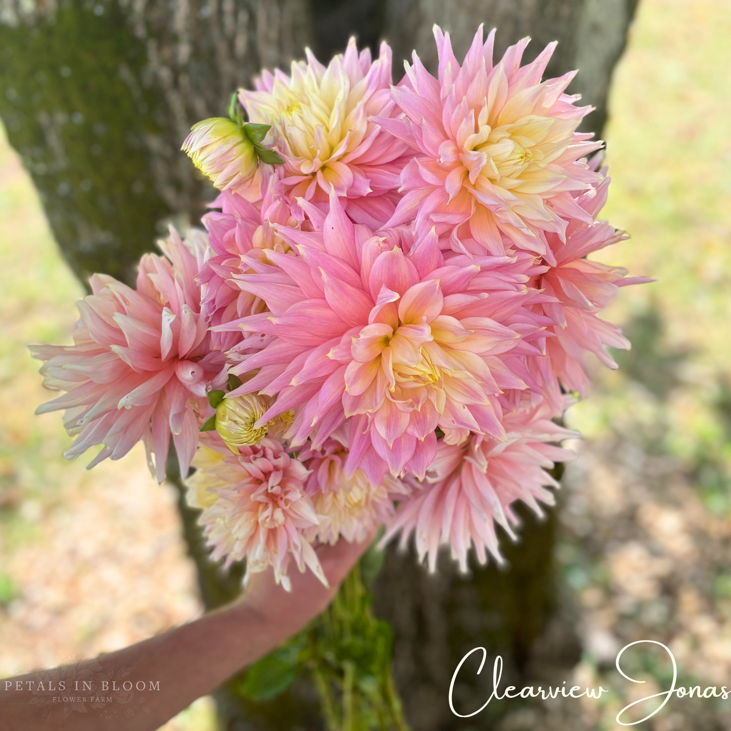 
                  
                    Clearview Jonas Dahlia Tuber
                  
                