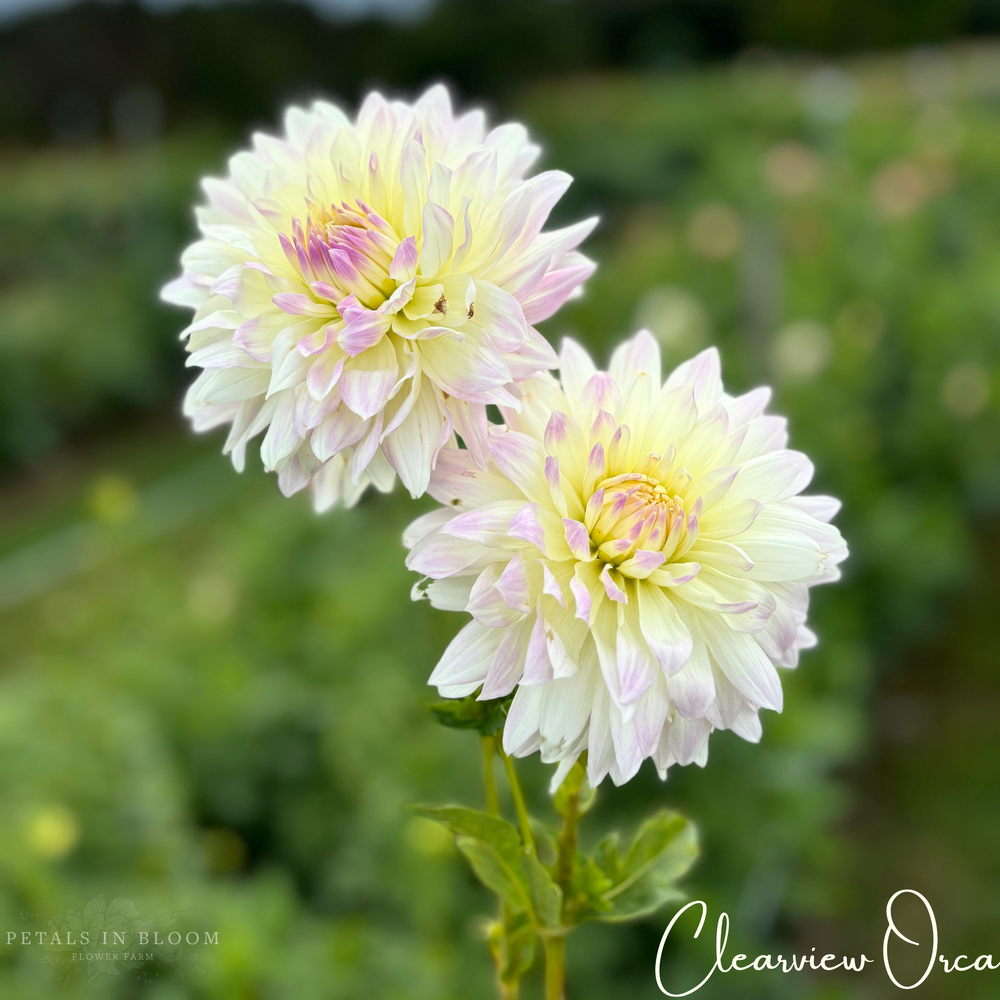 Clearview Orca Dahlia Tubers – Petals In Bloom Flower Farm