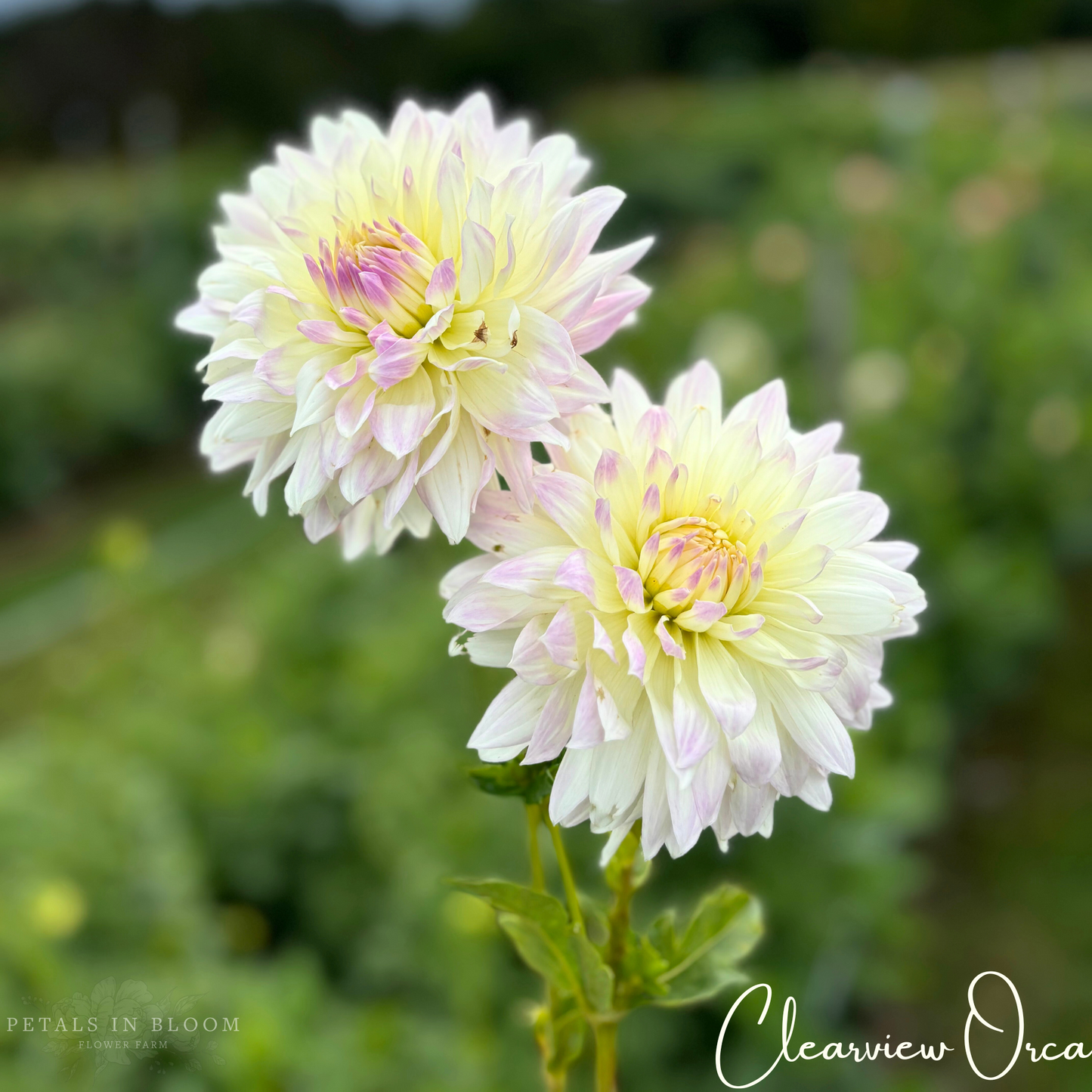 
                  
                    Clearview Orca Dahlia Tubers
                  
                