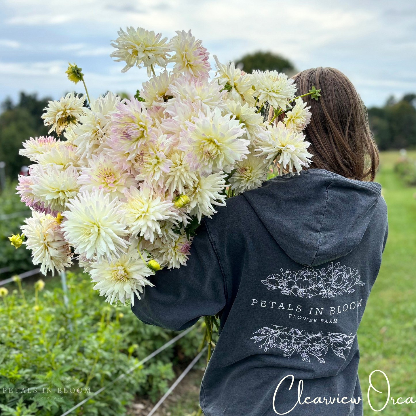 
                  
                    Clearview Orca Dahlia Tubers
                  
                