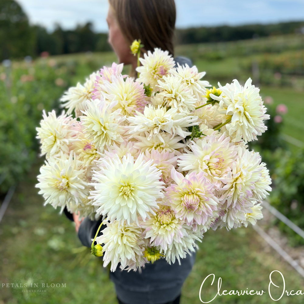 Clearview Orca Dahlia Tubers