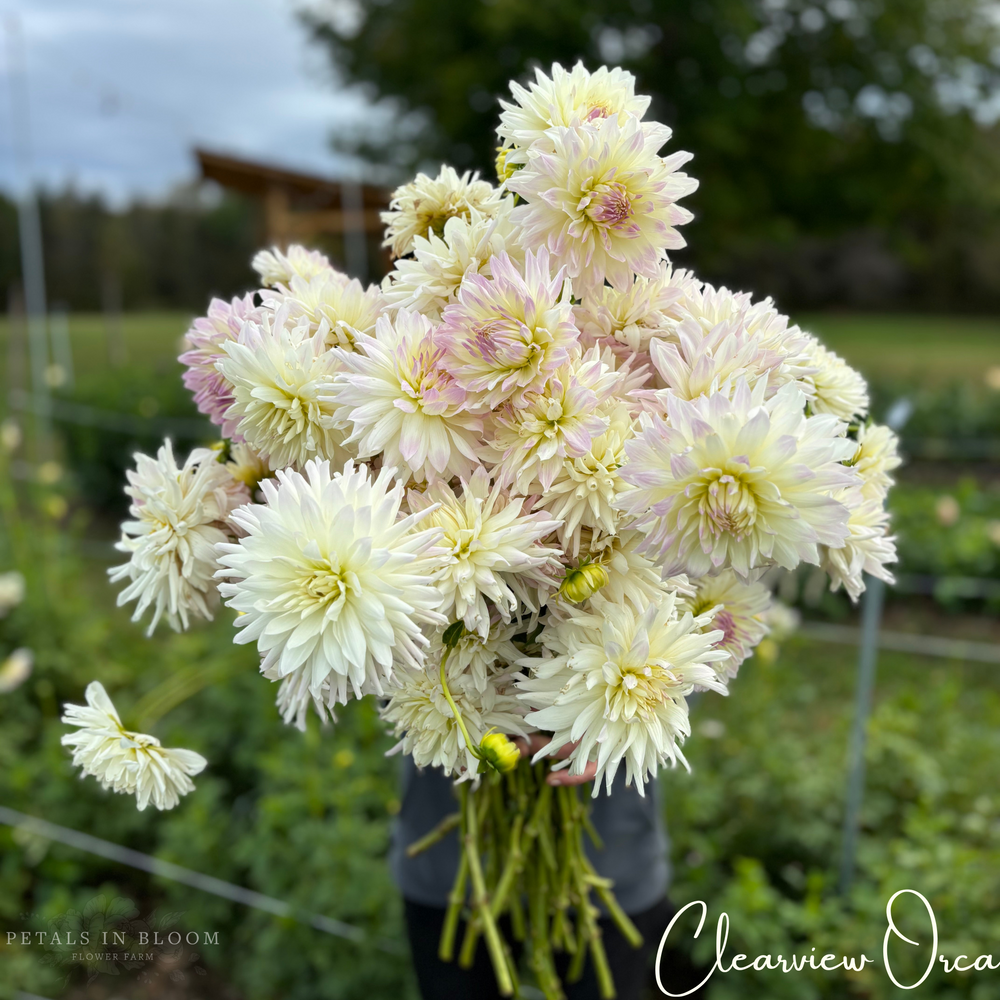 Clearview Orca Dahlia Tubers – Petals In Bloom Flower Farm