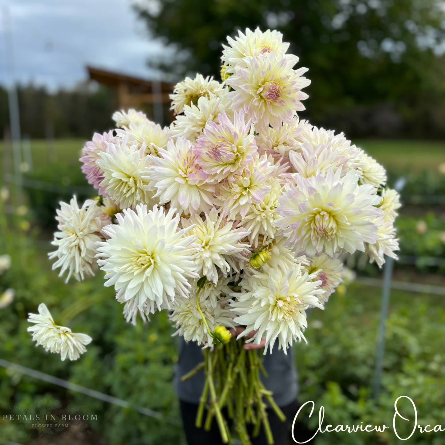 
                  
                    Clearview Orca Dahlia Tubers
                  
                