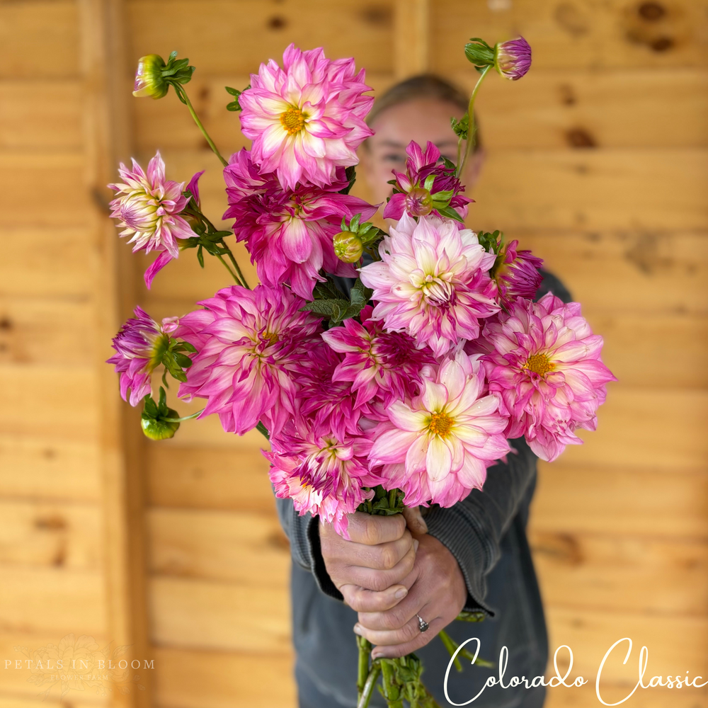 
                  
                    Colorado Classic Dahlia Tuber
                  
                