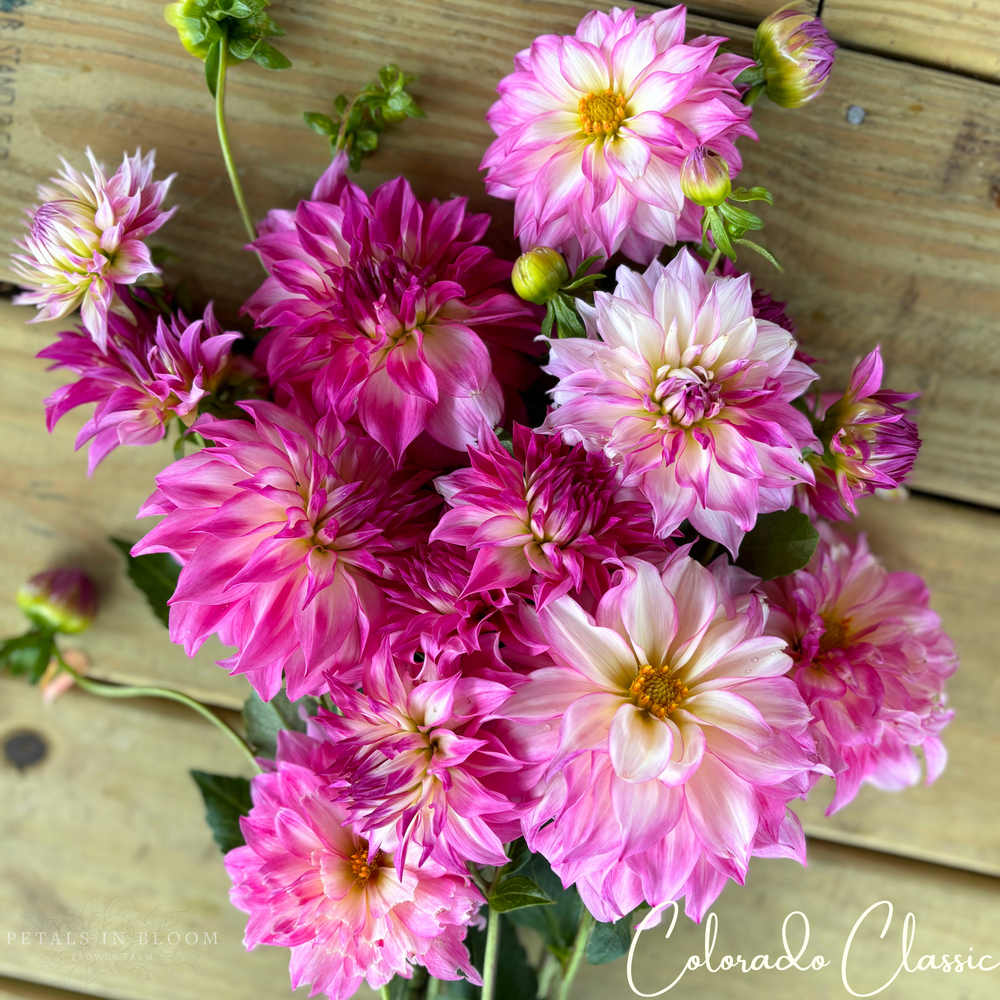 Colorado Classic Dahlia Tuber