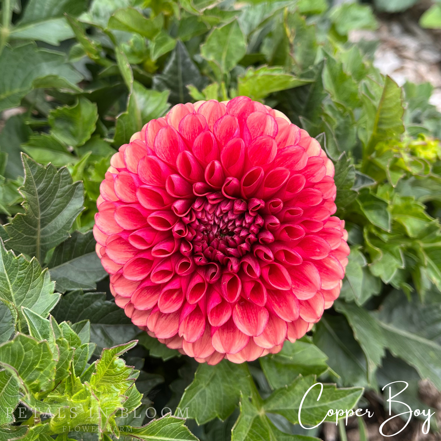 
                  
                    Copper Boy Dahlia Tuber
                  
                