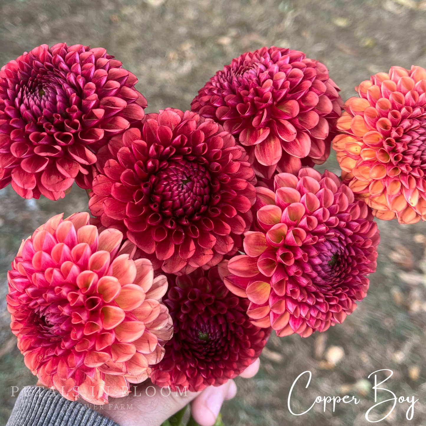 
                  
                    Copper Boy Dahlia Tuber
                  
                