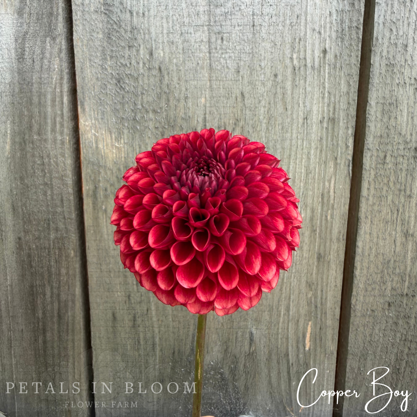 
                  
                    Copper Boy Dahlia Tuber
                  
                