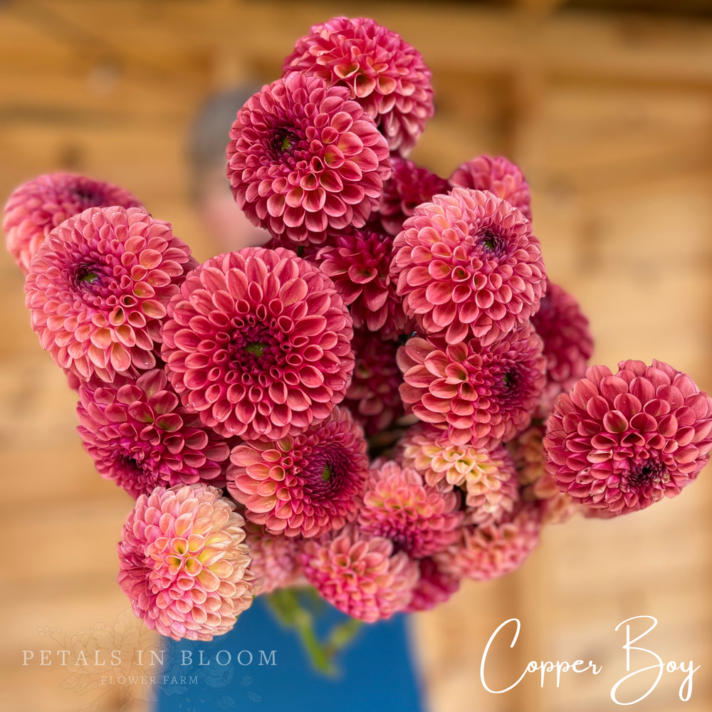 Copper Boy Dahlia Tuber