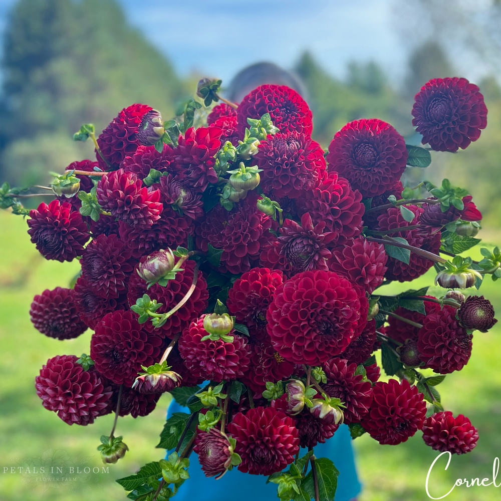 Cornel Dahlia Tubers
