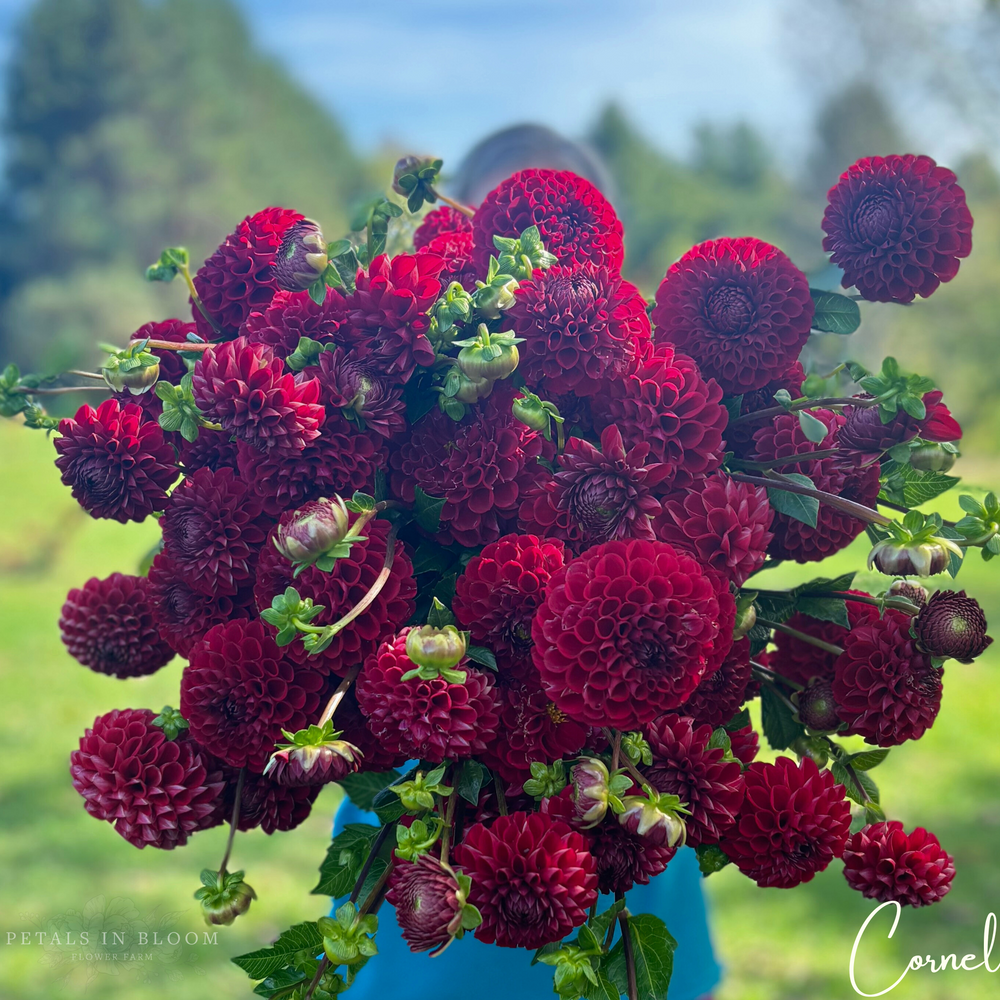 
                  
                    Cornel Dahlia Tubers
                  
                