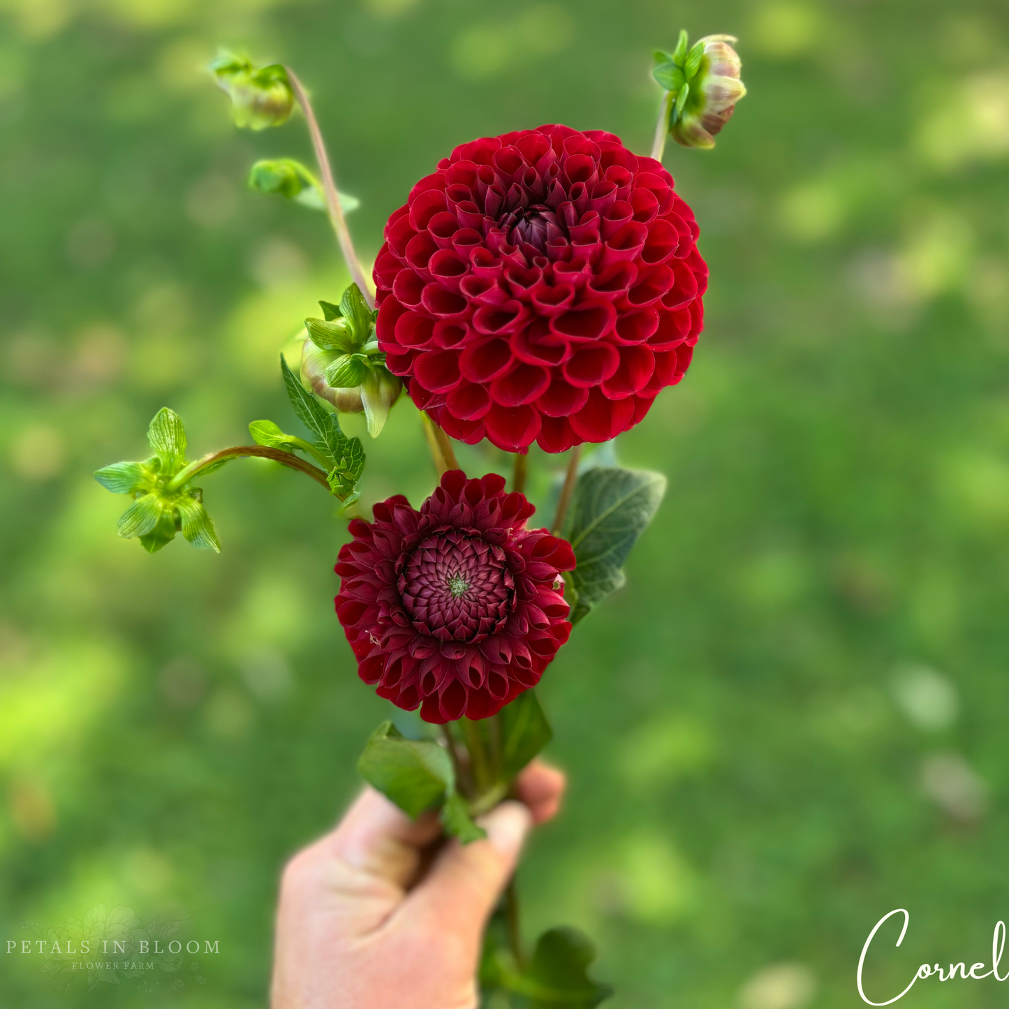 
                  
                    Cornel Dahlia Tubers
                  
                