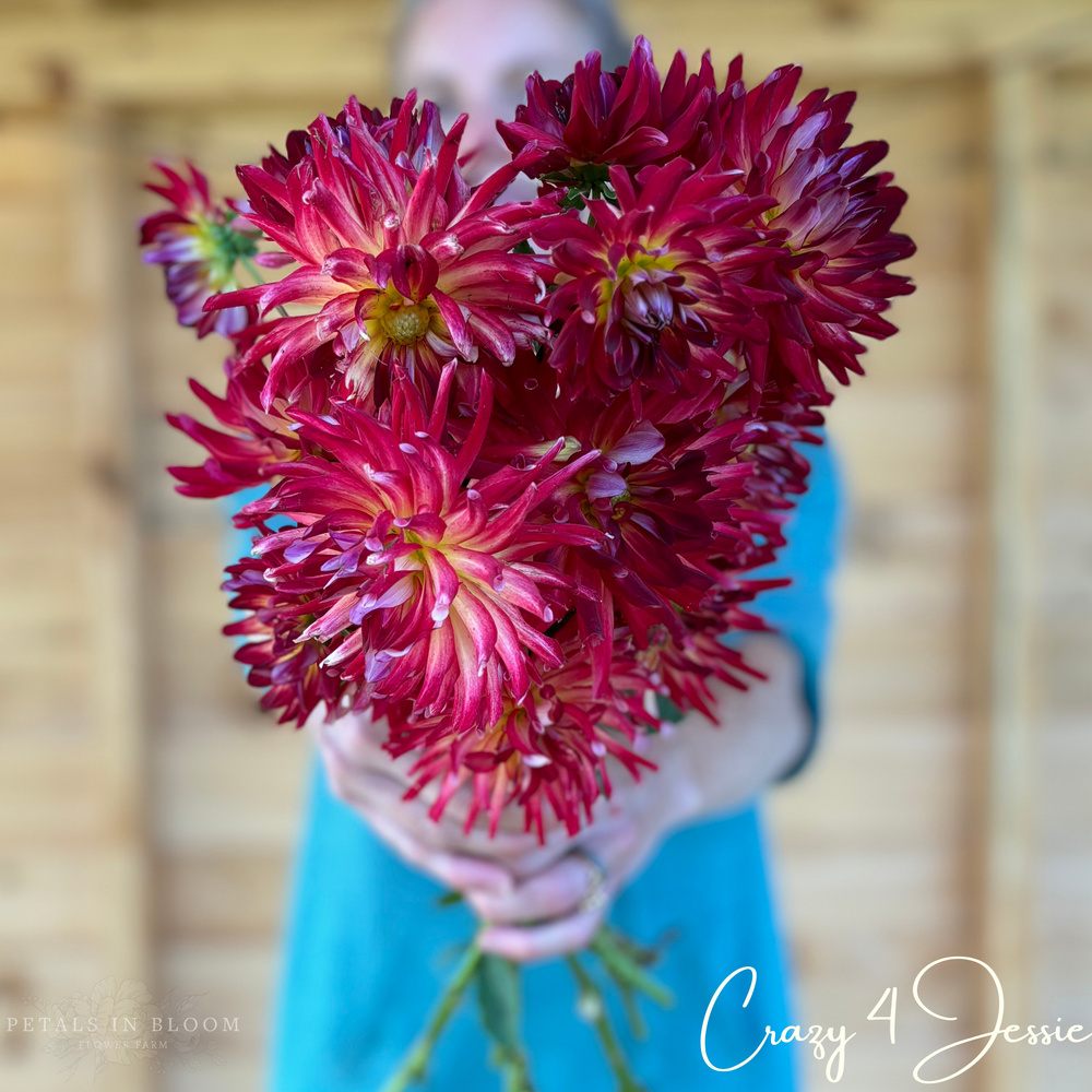 Crazy 4 Jessie Dahlia Tubers – Petals In Bloom Flower Farm