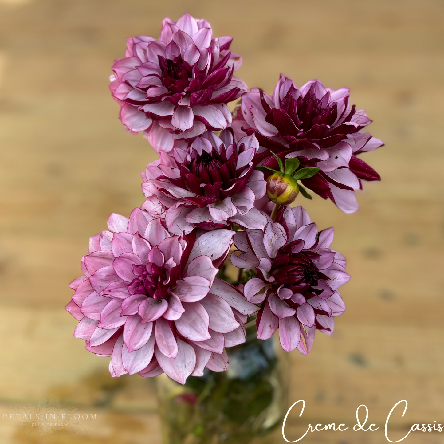 
                  
                    Creme de Cassis Dahlia Tuber
                  
                