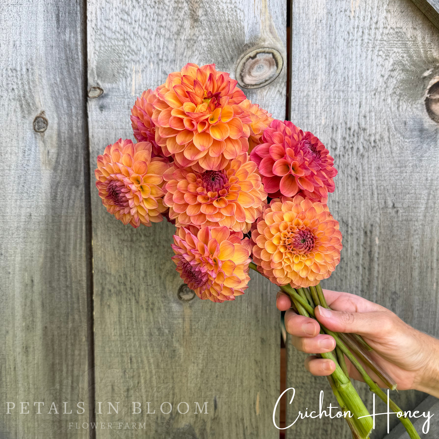 
                  
                    Crichton Honey Dahlia Tubers
                  
                