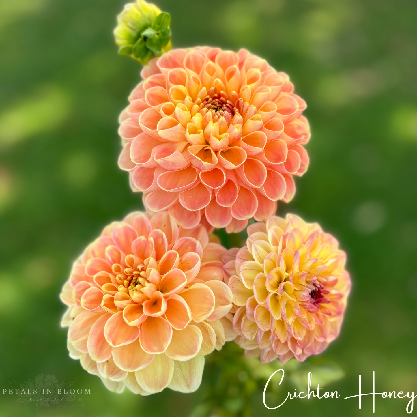 
                  
                    Crichton Honey Dahlia Tubers
                  
                