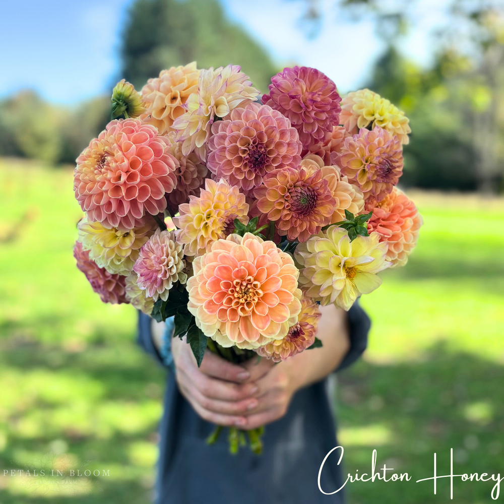 Crichton Honey Dahlia Tubers