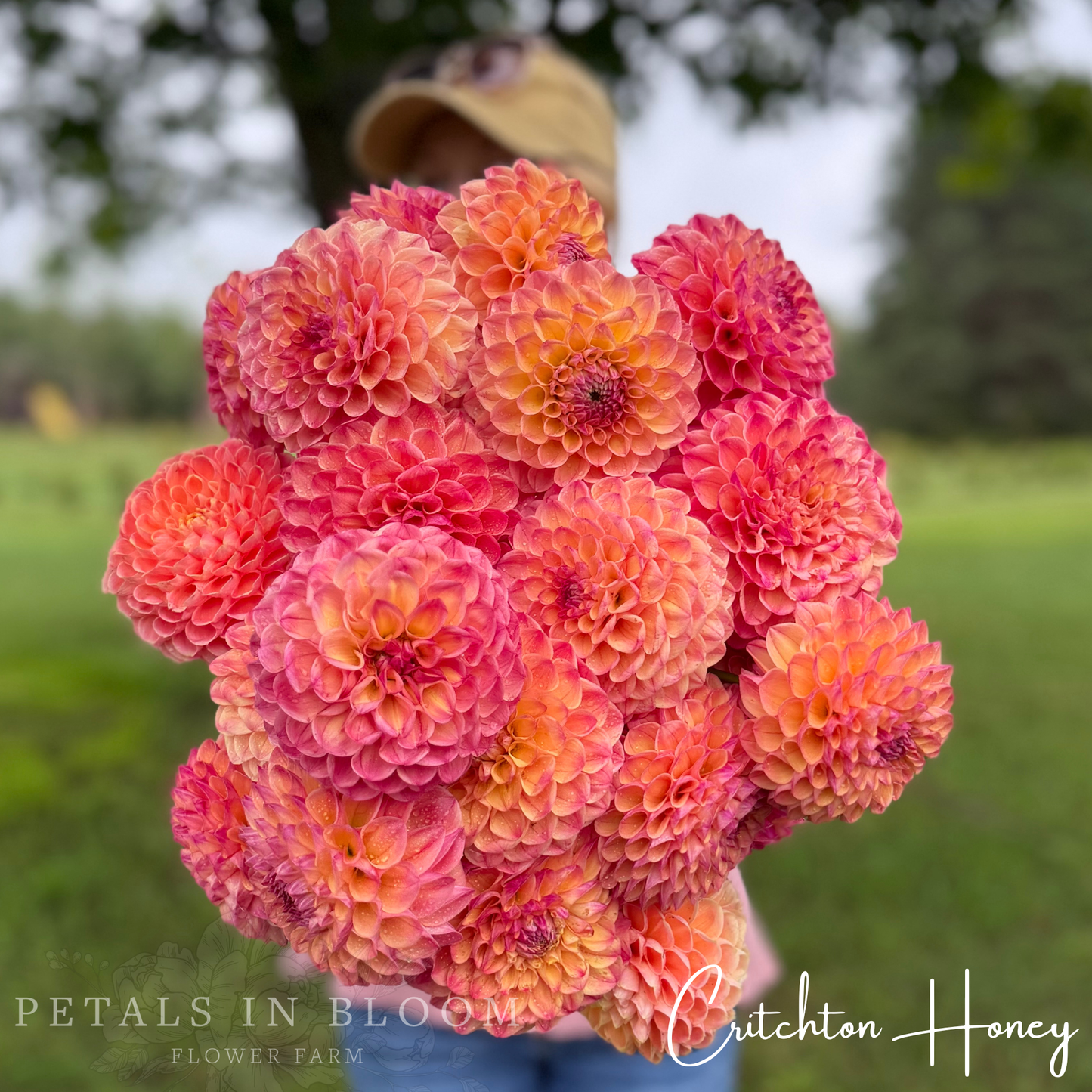 
                  
                    Crichton Honey Dahlia Tubers
                  
                