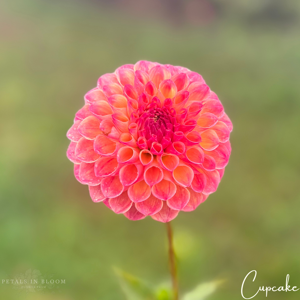 
                  
                    Cupcake Dahlia Tubers
                  
                