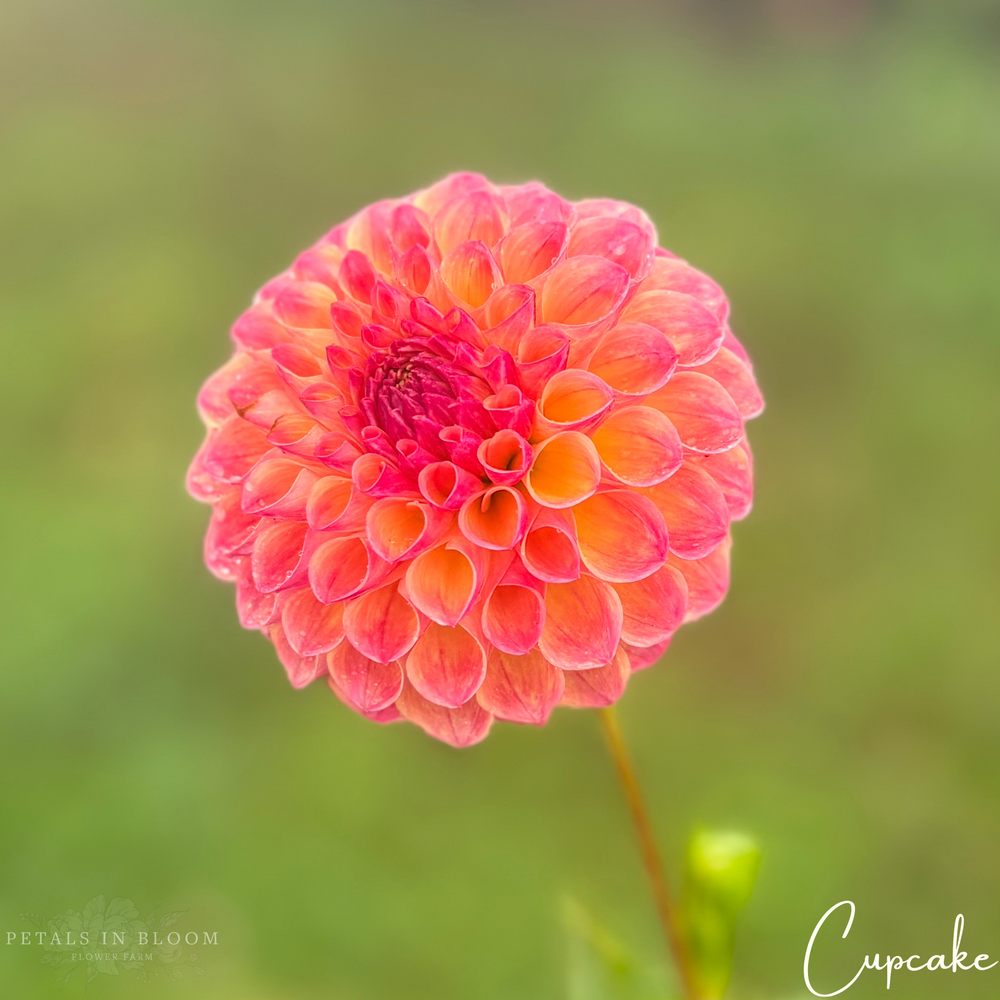 Cupcake Dahlia Tubers