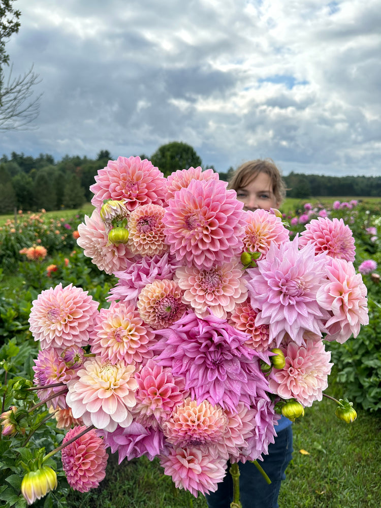 
                  
                    Dahlia Fest 9-14-24 U-Pick Dahlias
                  
                