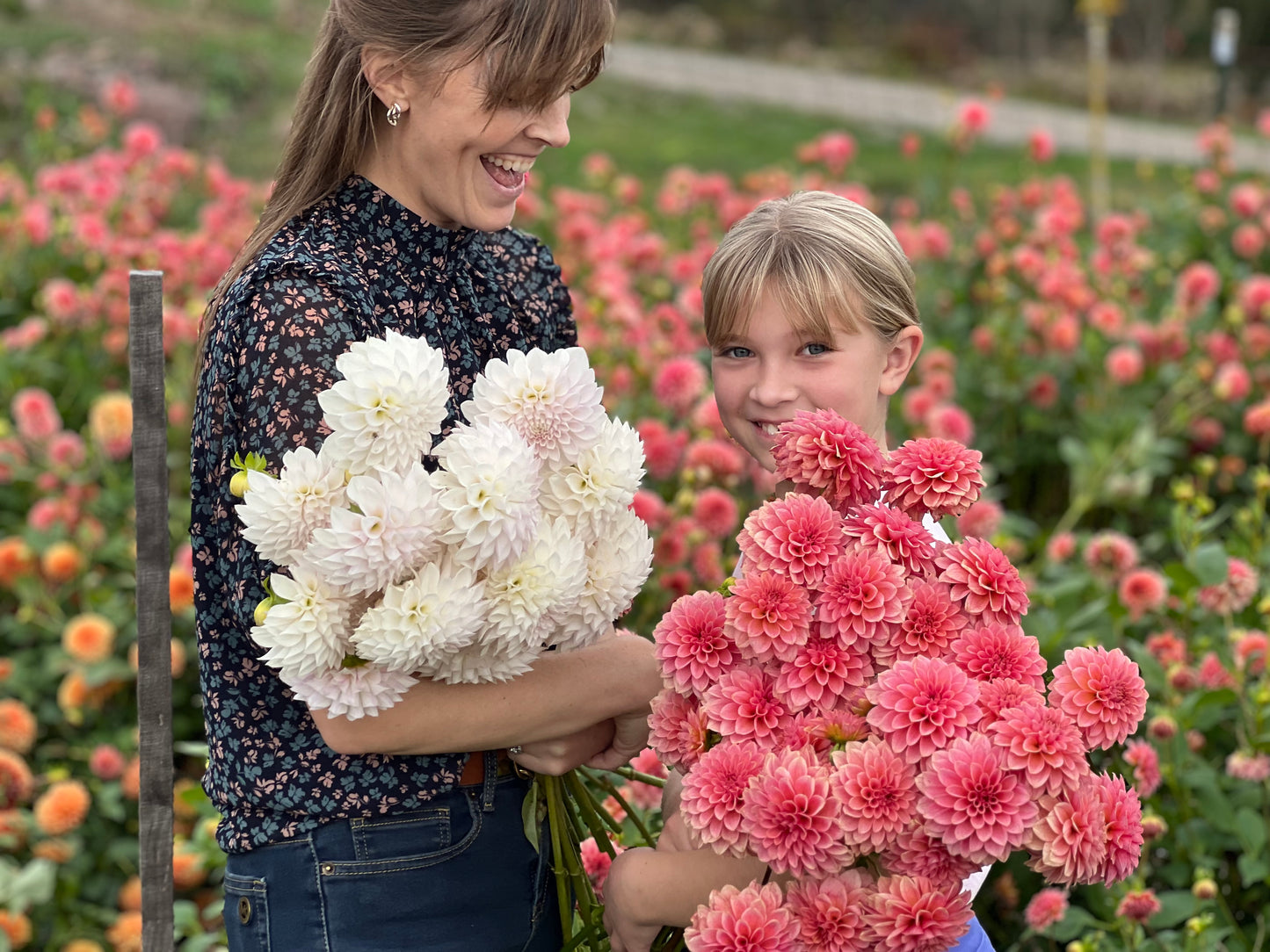 
                  
                    Dahlia Fest 9-14-24 U-Pick Dahlias
                  
                