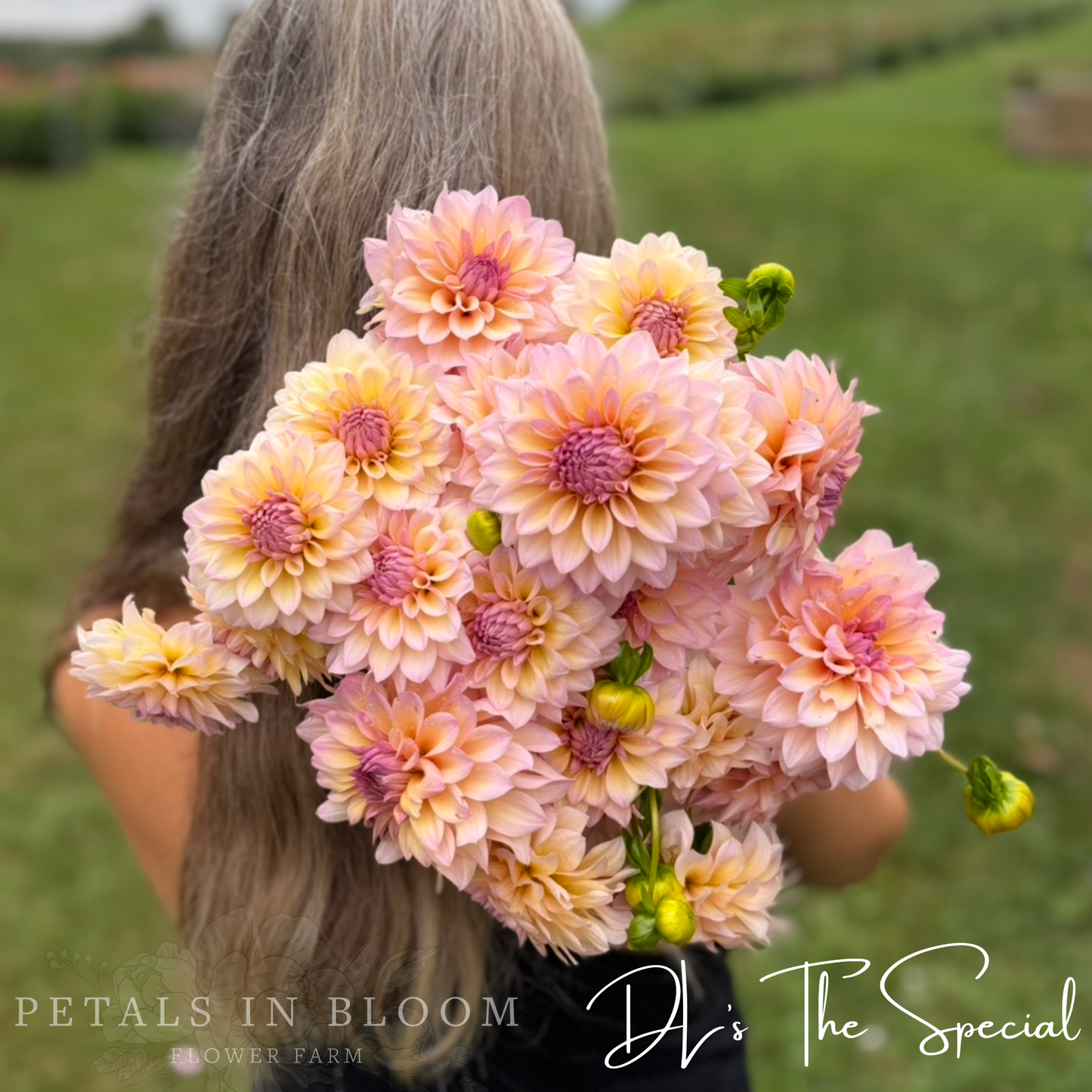 
                  
                    DL's The Special Dahlia
                  
                