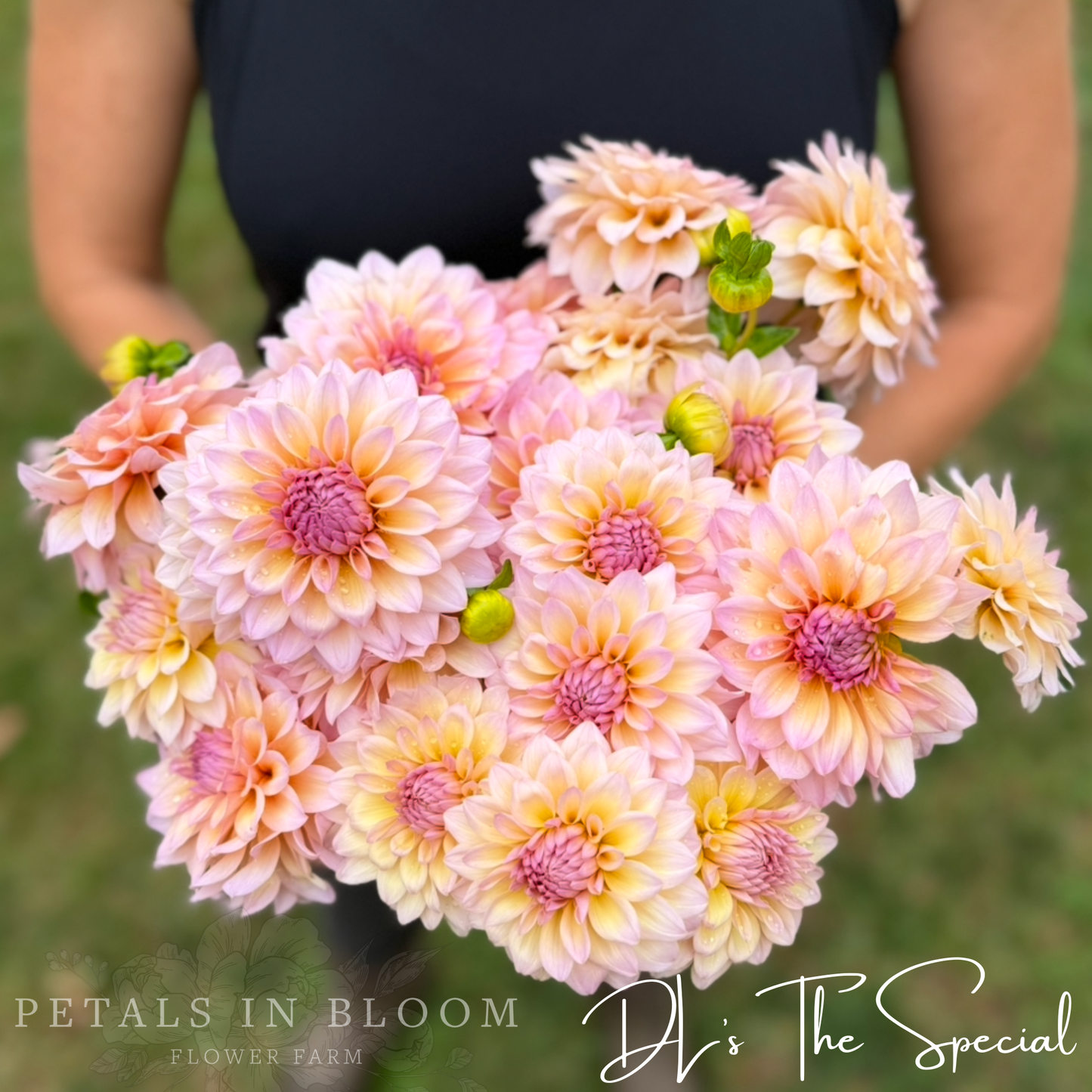 
                  
                    DL's The Special Dahlia
                  
                