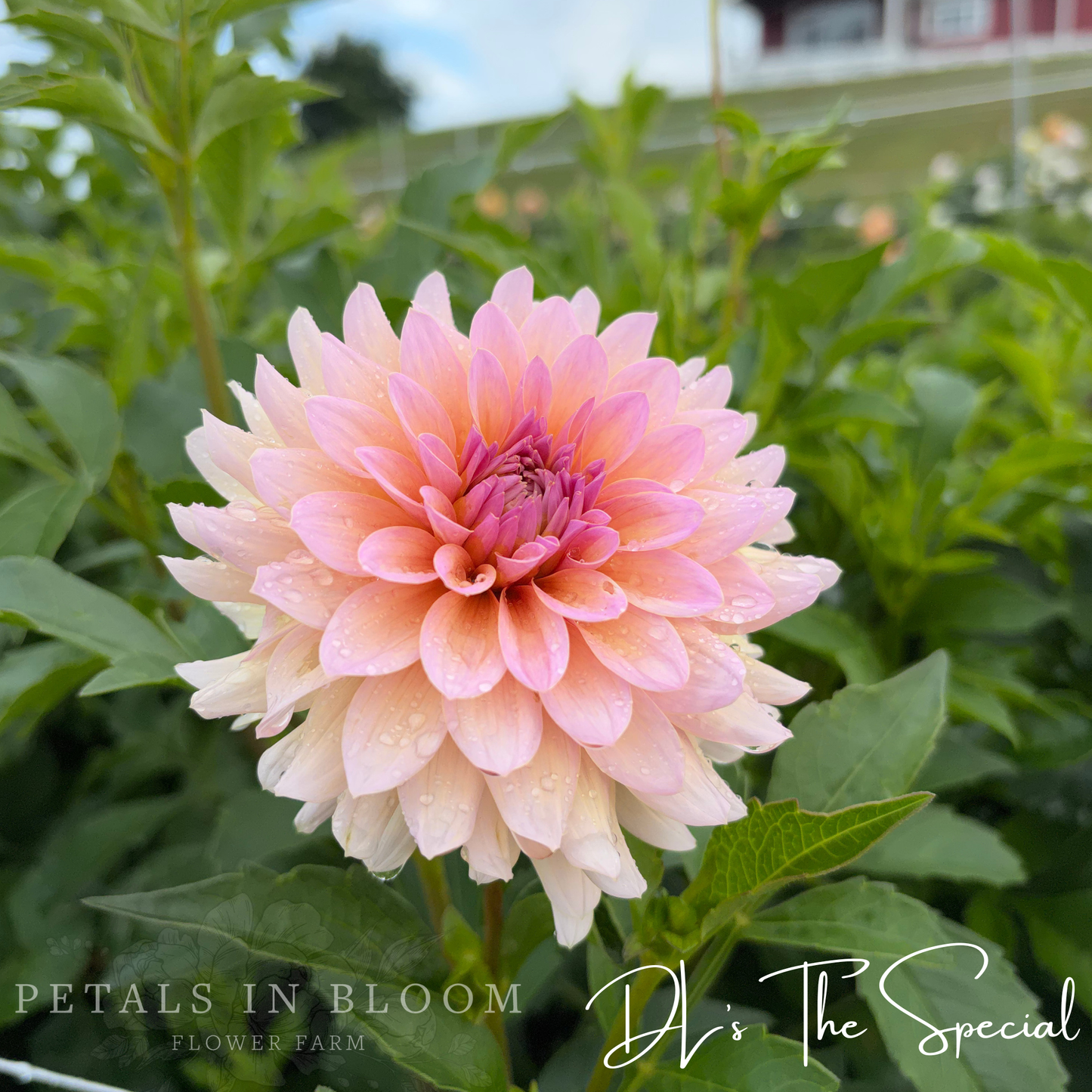 
                  
                    DL's The Special Dahlia
                  
                