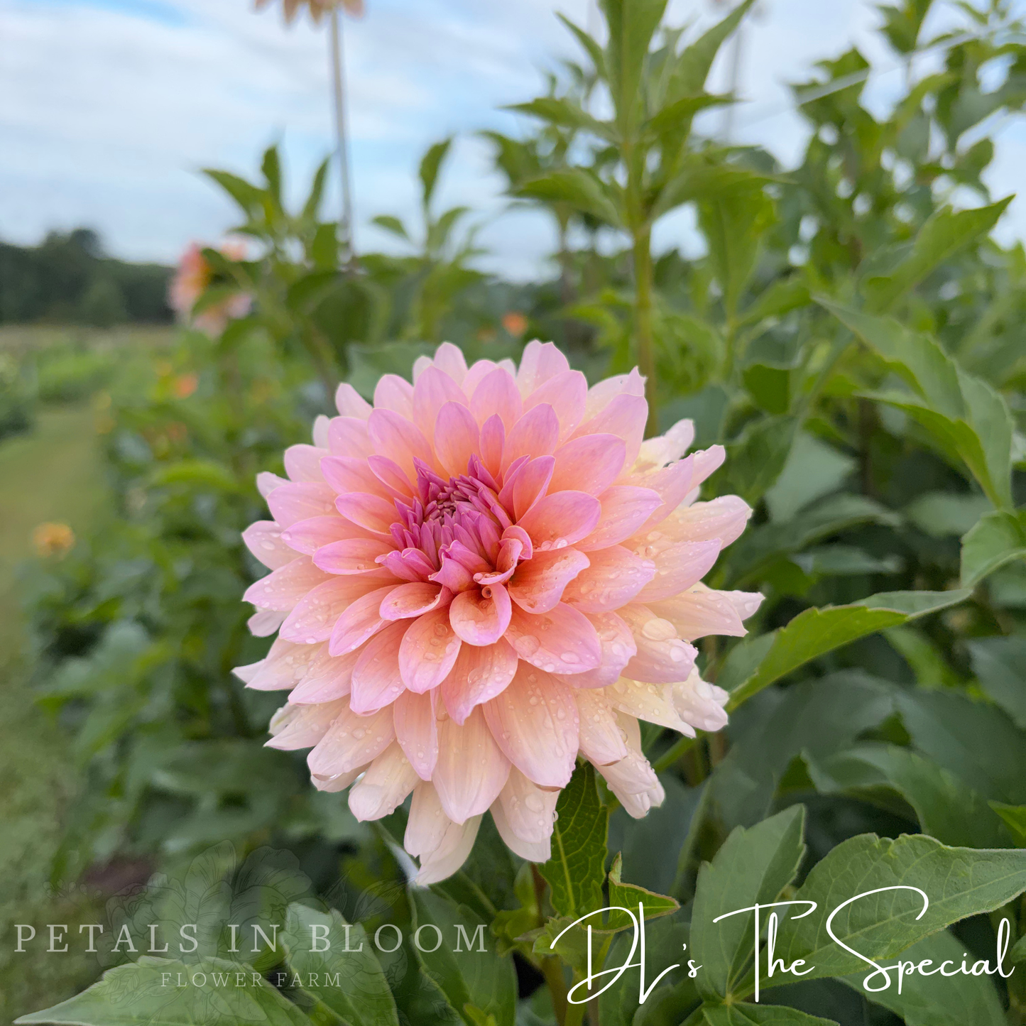 
                  
                    DL's The Special Dahlia
                  
                