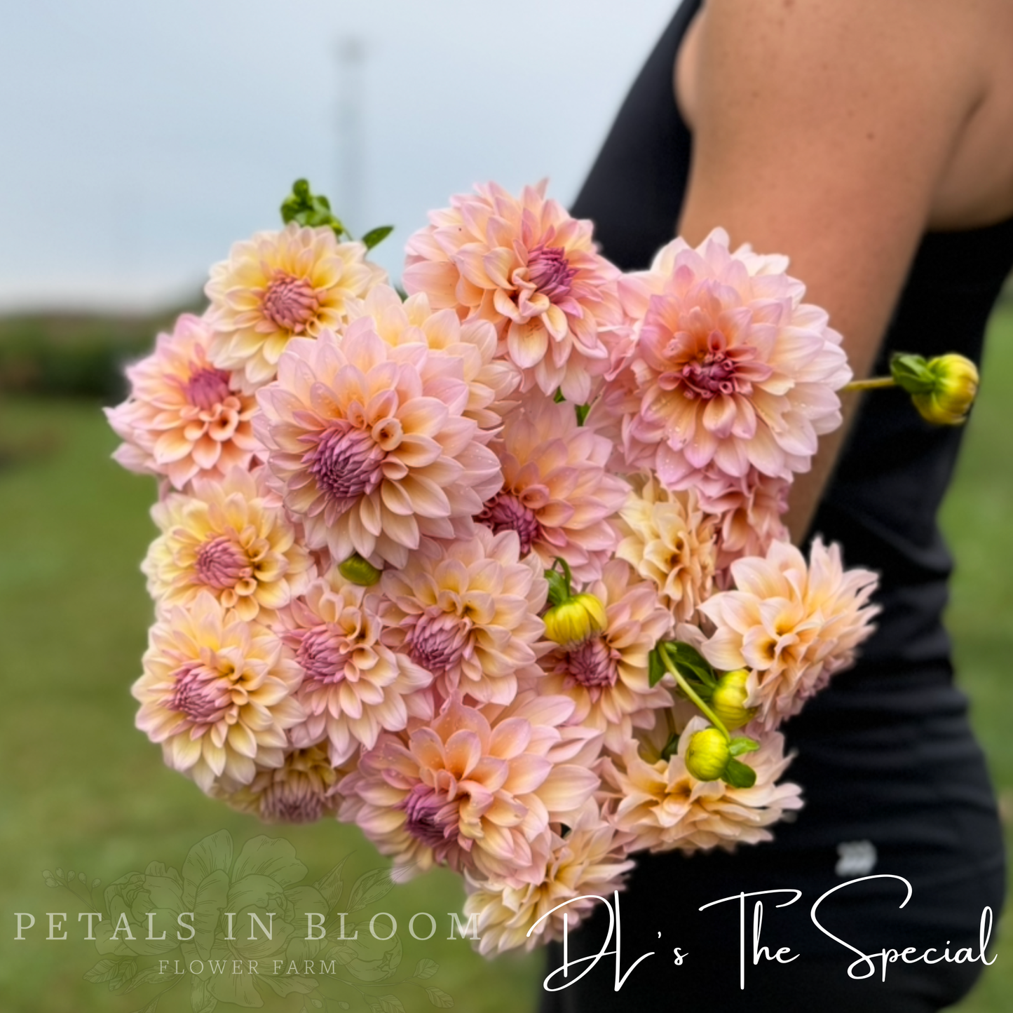 
                  
                    DL's The Special Dahlia
                  
                