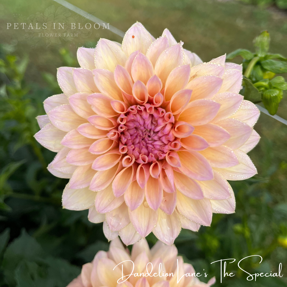 
                  
                    DL's The Special Dahlia
                  
                