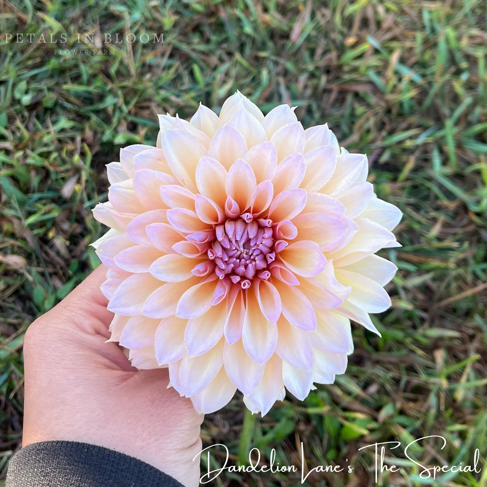 DL's The Special Dahlia