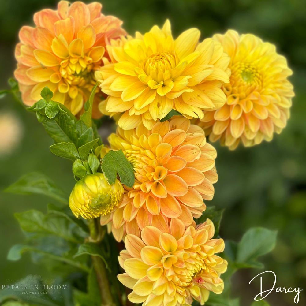 
                  
                    Darcy Dahlia Tubers
                  
                