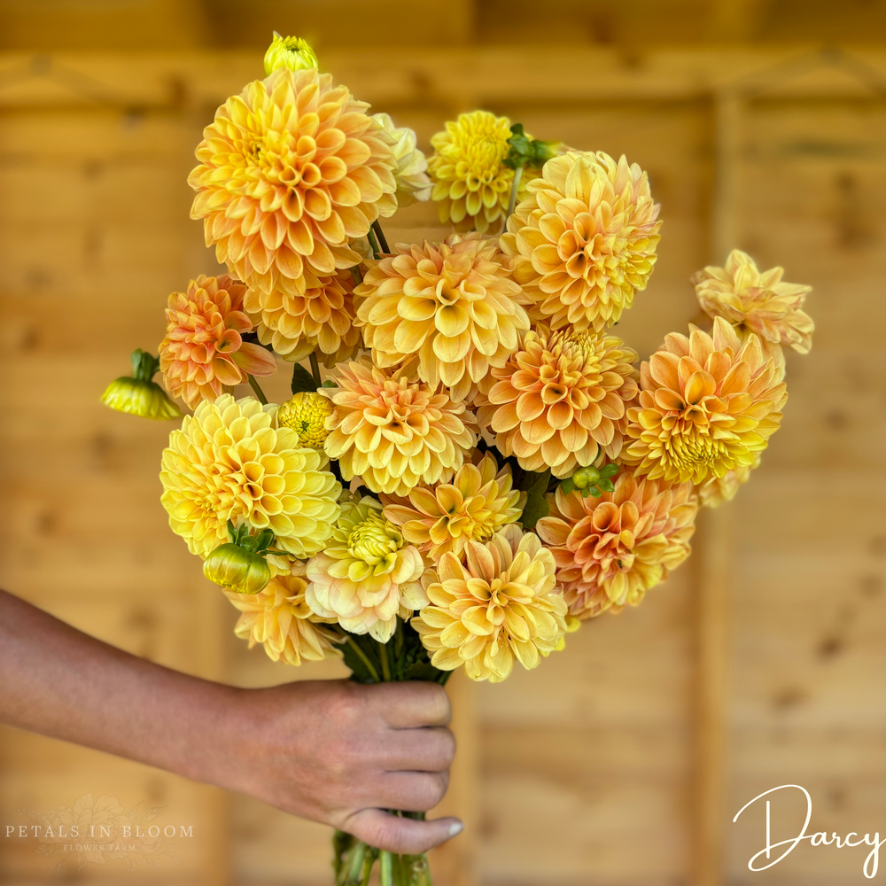 Darcy Dahlia Tubers