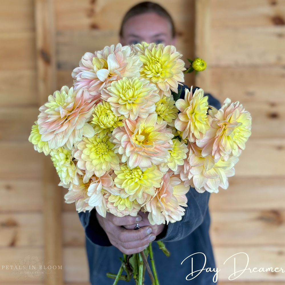 
                  
                    Day Dreamer Dahlia Tubers
                  
                