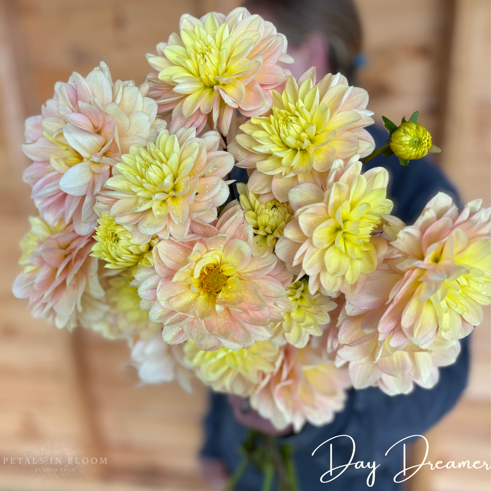 Day Dreamer Dahlia Tubers