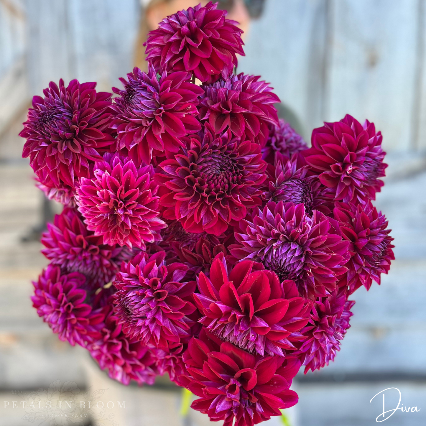 
                  
                    Diva Dahlia Tubers
                  
                