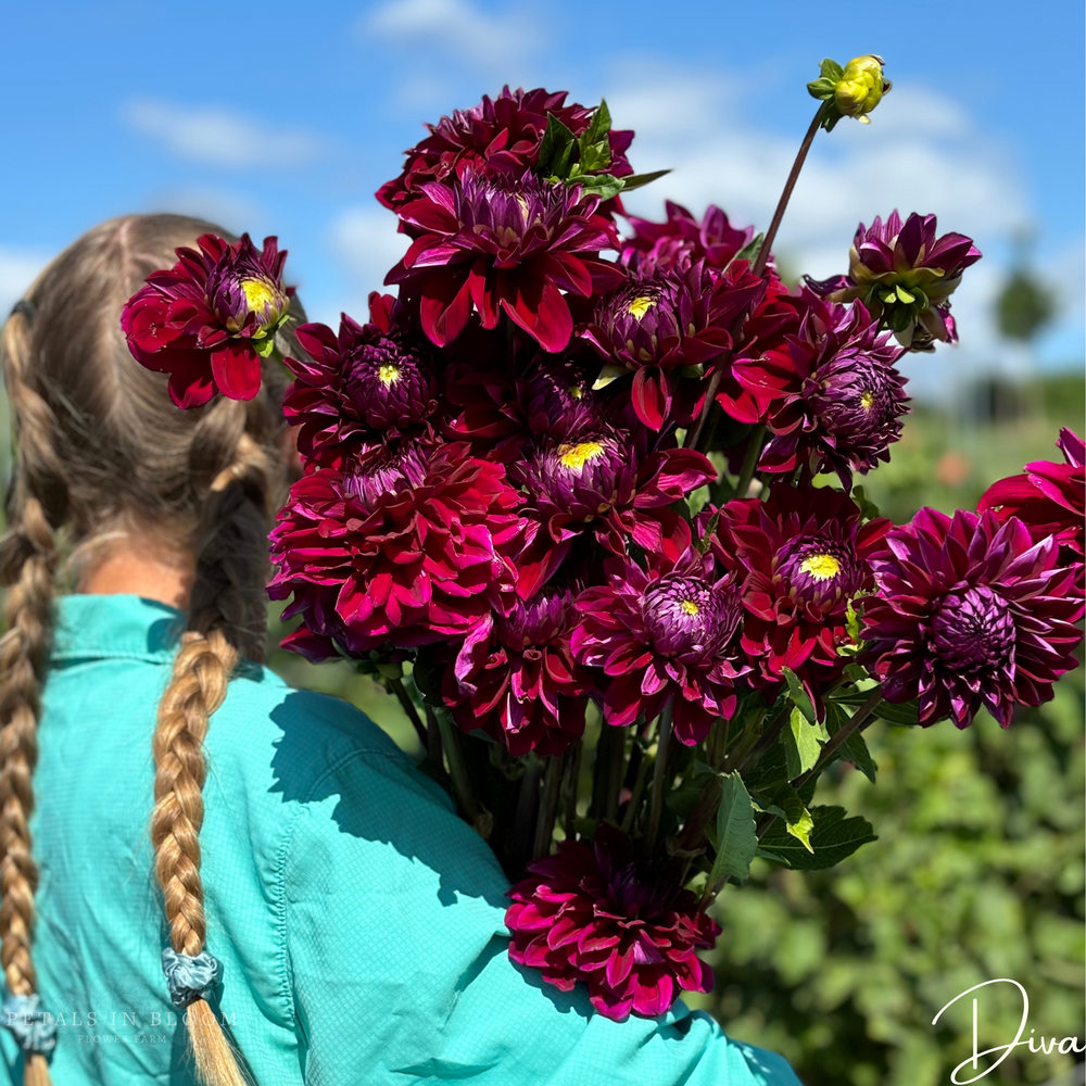 
                  
                    Diva Dahlia Tubers
                  
                