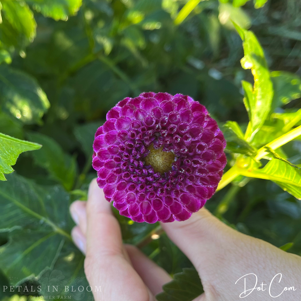 
                  
                    Dot Com Dahlia Tubers
                  
                