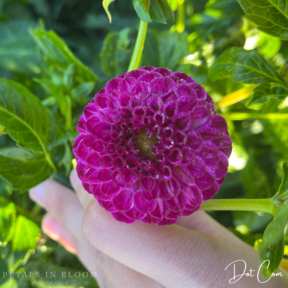 Dot Com Dahlia Tubers