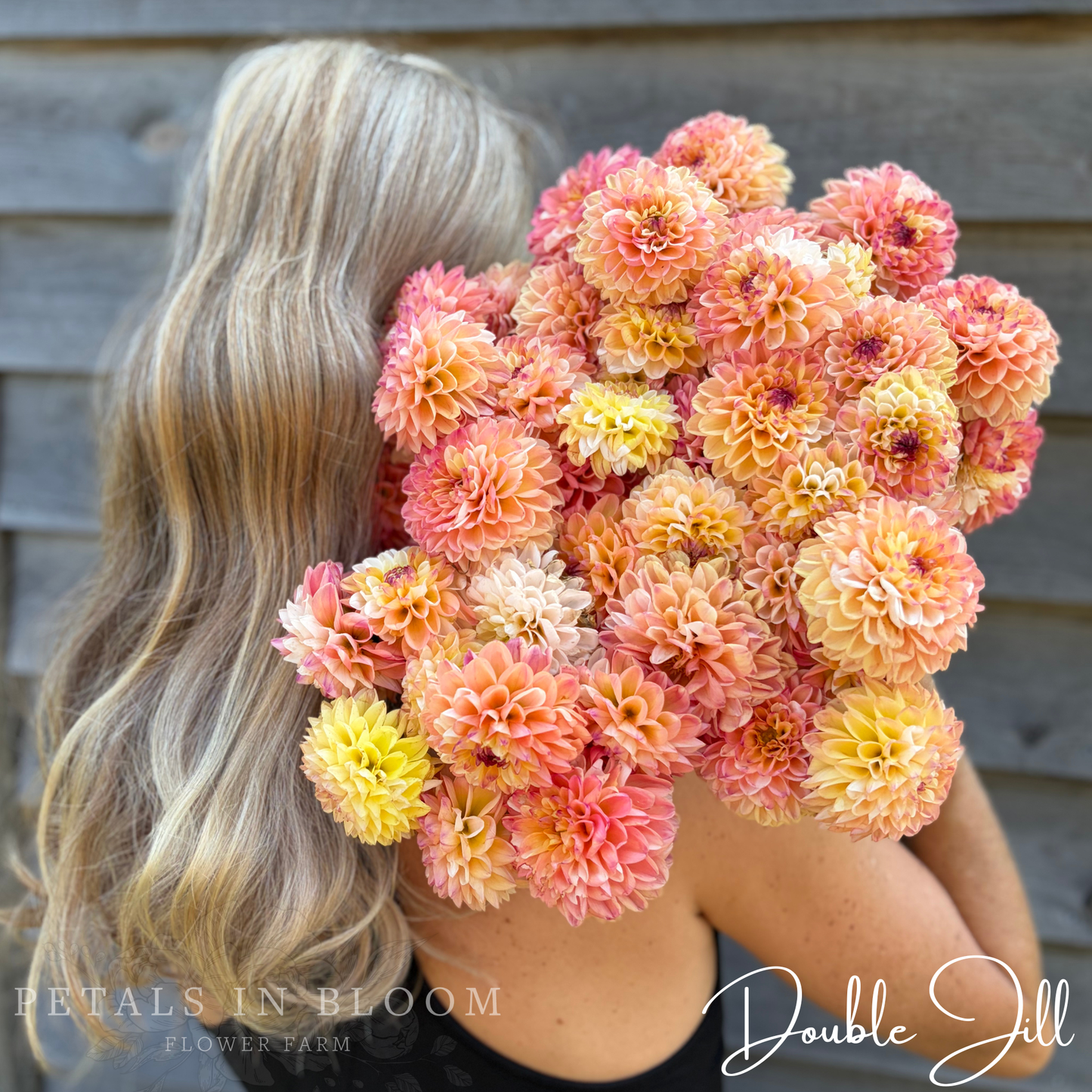 
                  
                    Double Jill Dahlia Tuber
                  
                