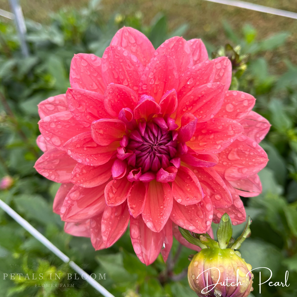 Dutch Pearl Dahlia Tuber