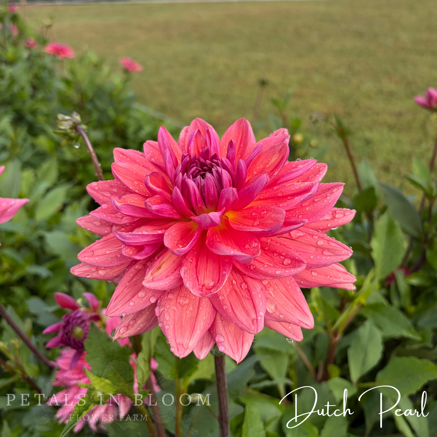 
                  
                    Dutch Pearl Dahlia Tuber
                  
                