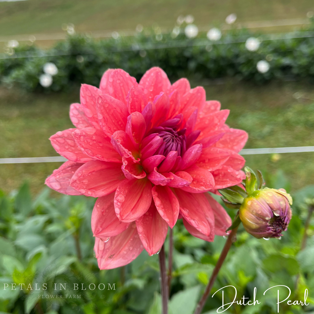 
                  
                    Dutch Pearl Dahlia Tuber
                  
                