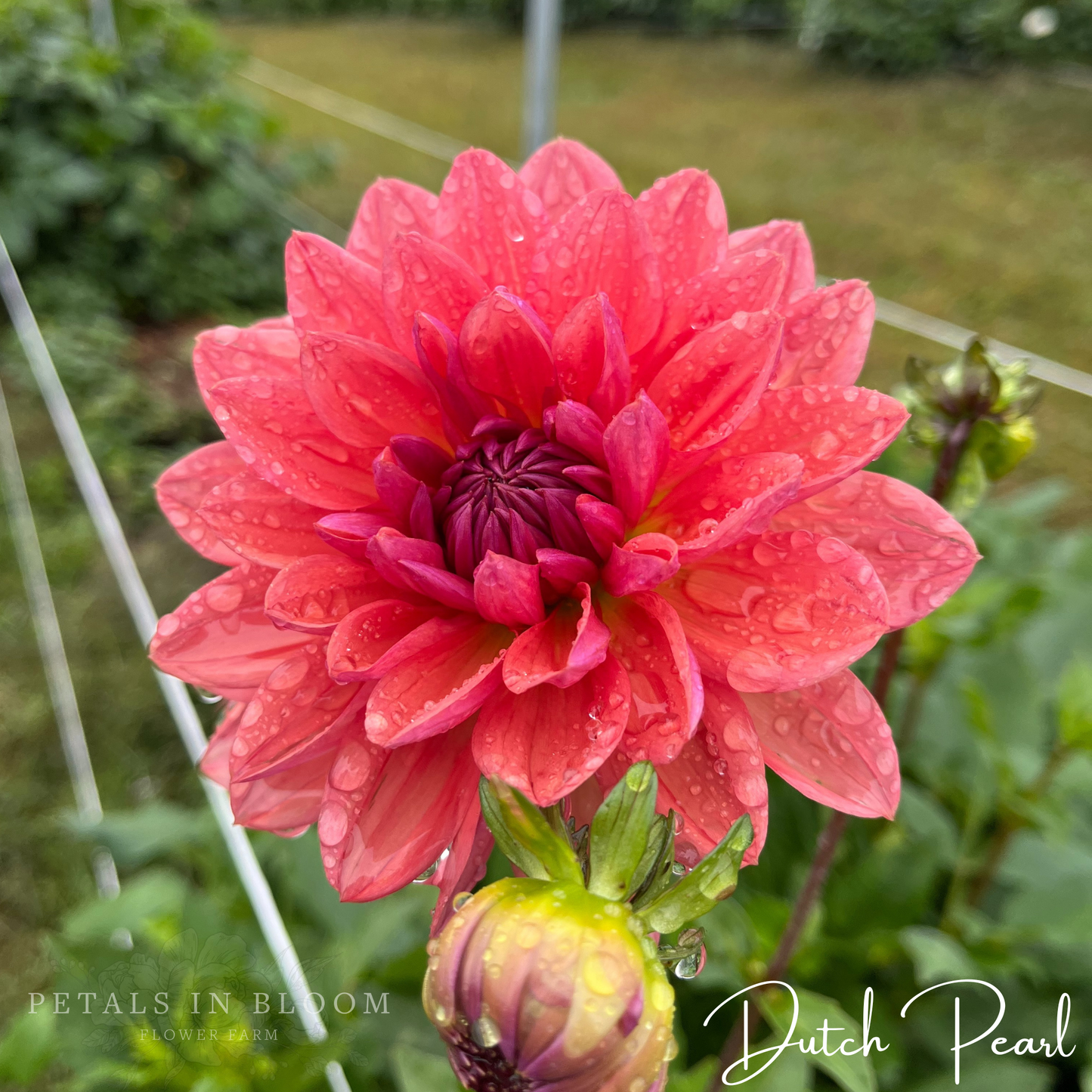 
                  
                    Dutch Pearl Dahlia Tuber
                  
                