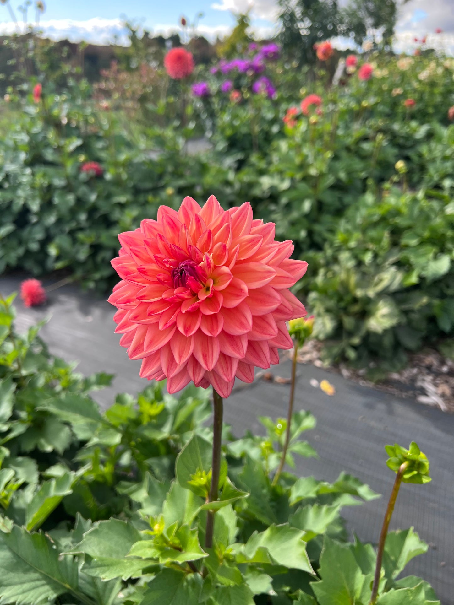 
                  
                    Katherine's Sunset Dahlia Tuber
                  
                