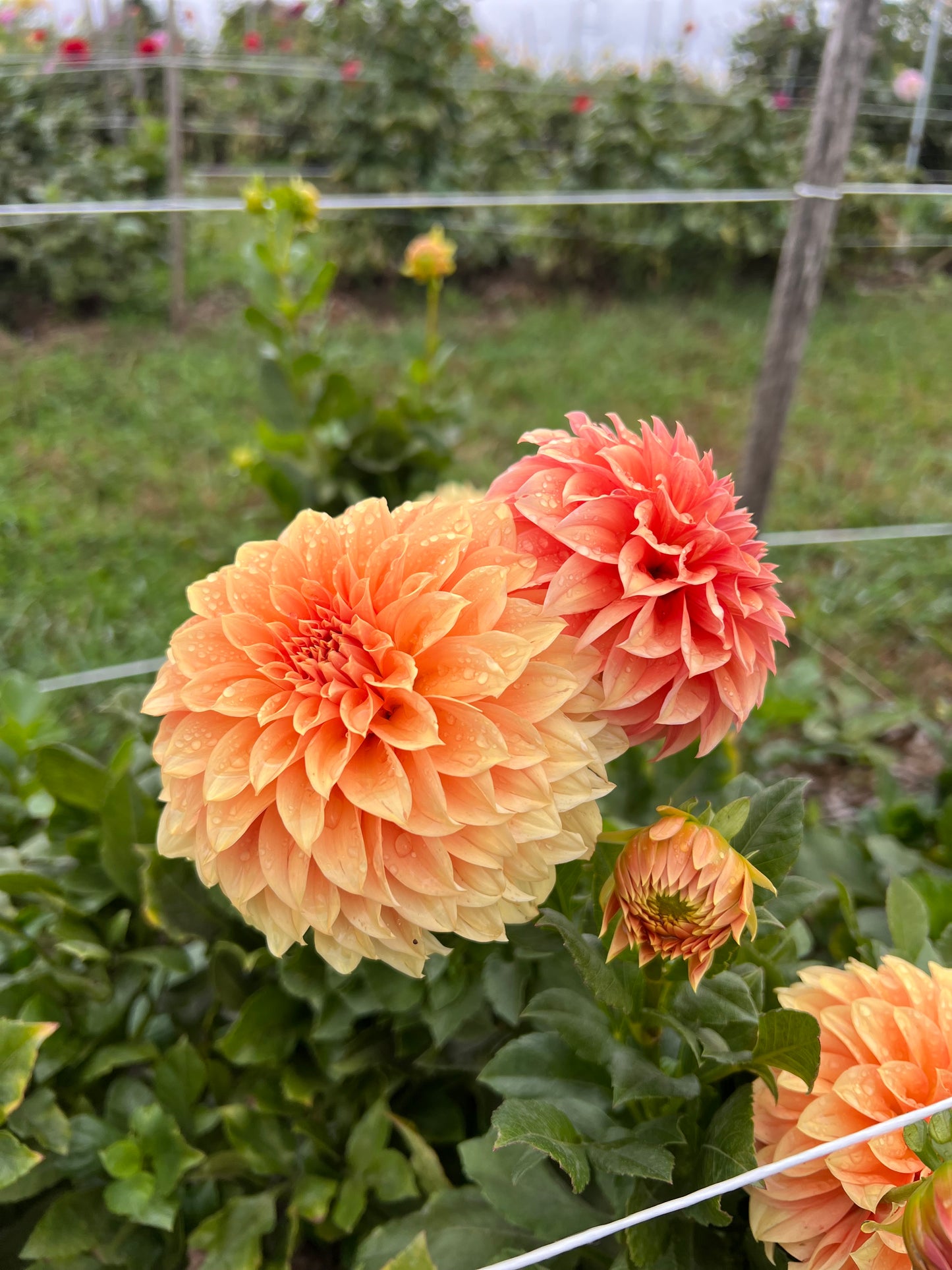 
                  
                    Bracken Palomino Dahlia Tubers
                  
                