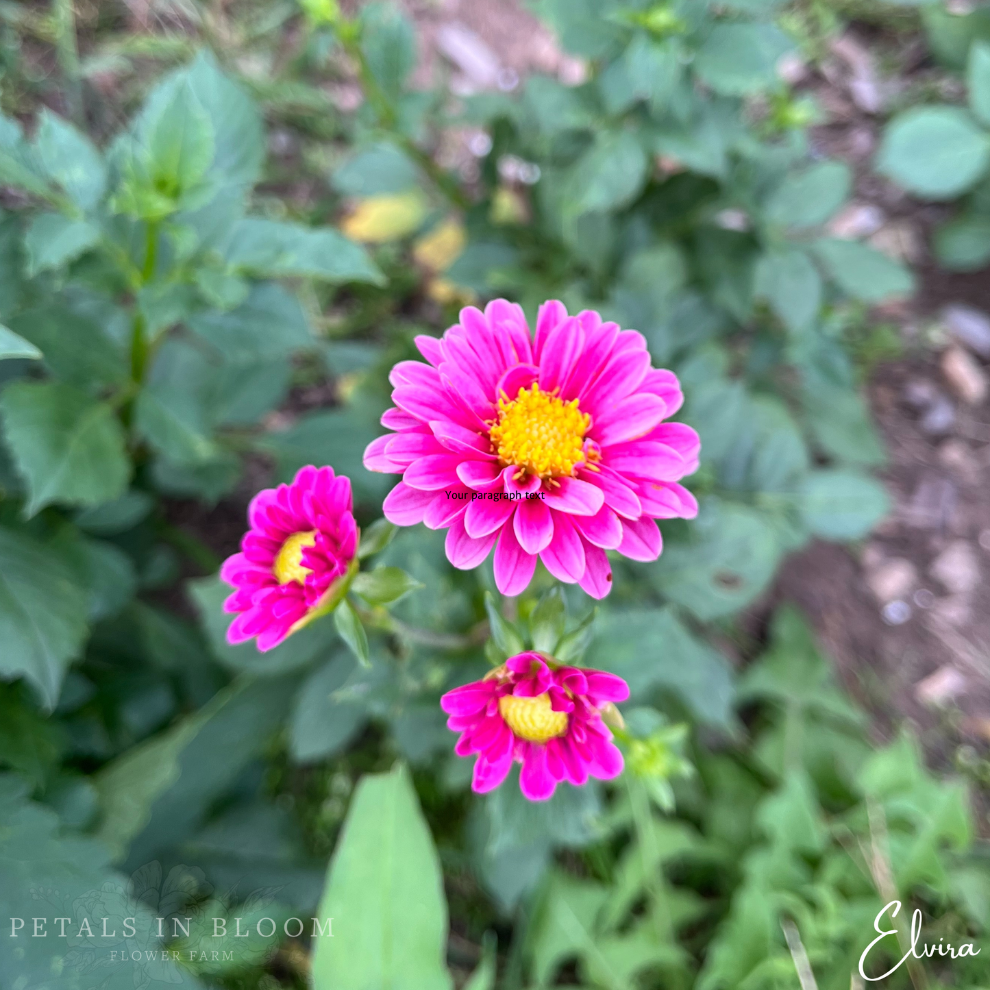 
                  
                    Elvira Dahlia Tuber
                  
                