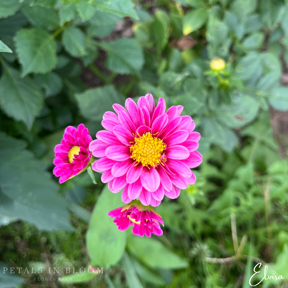 Elvira Dahlia Tuber